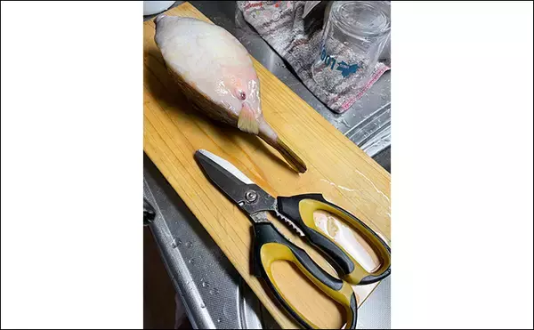 「釣ったハコフグで作る「カットッポ」レシピ　毒がある皮の扱いに要注意」の画像