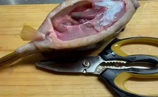 「釣ったハコフグで作る「カットッポ」レシピ　毒がある皮の扱いに要注意」の画像