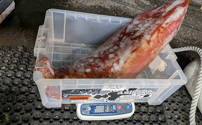 敦賀湾のタルイカ釣りで怪物級登場！　8kg超の巨体をキャッチ【福井】