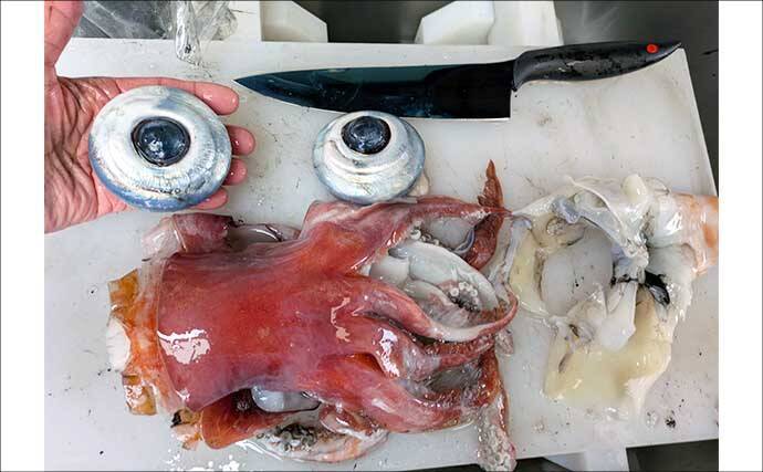 敦賀湾のタルイカ釣りで怪物級登場！　8kg超の巨体をキャッチ【福井】