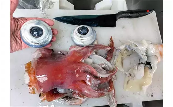 「敦賀湾のタルイカ釣りで怪物級登場！　8kg超の巨体をキャッチ【福井】」の画像