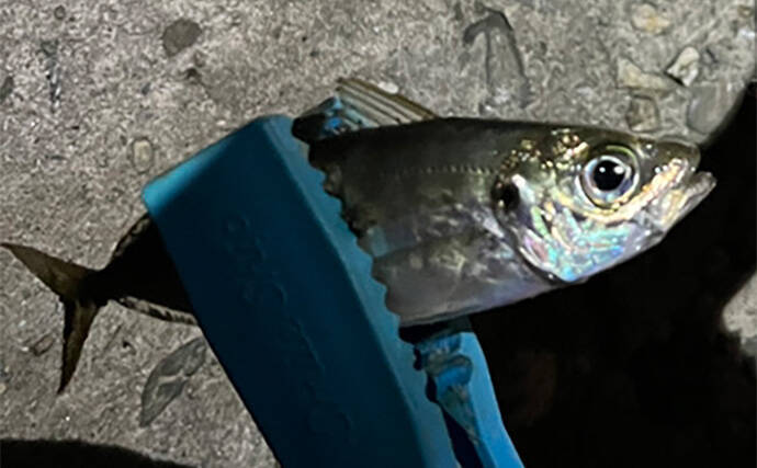 泉大津の波止ライトゲームでアジにカサゴが連発【大阪】想定外のヒラセイゴも登場