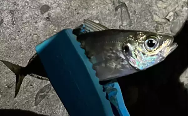 「泉大津の波止ライトゲームでアジにカサゴが連発【大阪】想定外のヒラセイゴも登場」の画像