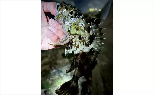 「泉大津の波止ライトゲームでアジにカサゴが連発【大阪】想定外のヒラセイゴも登場」の画像