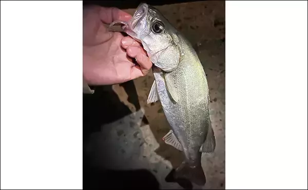 「泉大津の波止ライトゲームでアジにカサゴが連発【大阪】想定外のヒラセイゴも登場」の画像