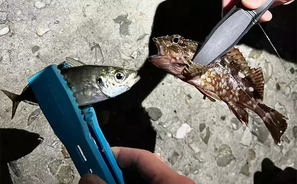 「泉大津の波止ライトゲームでアジにカサゴが連発【大阪】想定外のヒラセイゴも登場」の画像