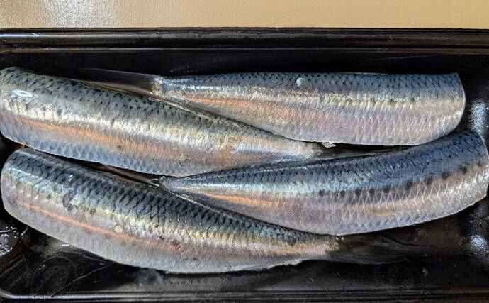 釣魚で作る「キリッと冷えた白ワインに合う」レシピ：マイワシのマリネ