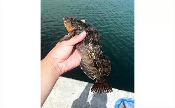 「初夏の北海道で30cm級アイナメ連発！ パックロッド片手に噴火湾をランガン」の画像