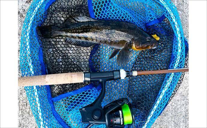 初夏の北海道で30cm級アイナメ連発！ パックロッド片手に噴火湾をランガン