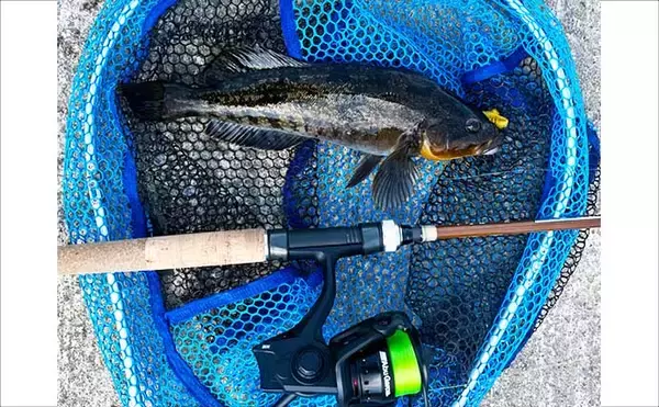 「初夏の北海道で30cm級アイナメ連発！ パックロッド片手に噴火湾をランガン」の画像