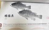 「釣具メーカーの魚拓カレンダーを見て【１年間に釣れる魚をチェックしてみた】」の画像3