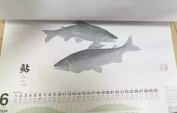「釣具メーカーの魚拓カレンダーを見て【１年間に釣れる魚をチェックしてみた】」の画像