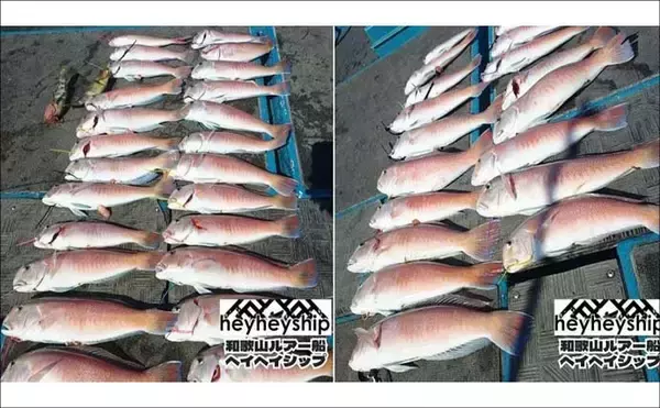 「関西エリアの【船釣り特選釣果】ジギング船で11.6kg特大ブリ＆70cm大ダイ続々浮上！」の画像