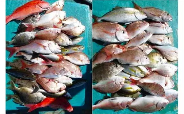 「関西エリアの【船釣り特選釣果】ジギング船で11.6kg特大ブリ＆70cm大ダイ続々浮上！」の画像