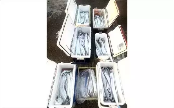 「関西エリアの【船釣り特選釣果】ジギング船で11.6kg特大ブリ＆70cm大ダイ続々浮上！」の画像