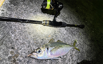 漁港アジング釣行で23cm良型アジを手中【大阪】小型アジ入れ食い＆メバルも顔出し