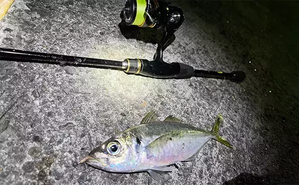 漁港アジング釣行で23cm良型アジを手中【大阪】小型アジ入れ食い＆メバルも顔出し