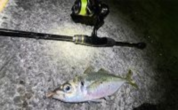 漁港アジング釣行で23cm良型アジを手中【大阪】小型アジ入れ食い＆メバルも顔出し