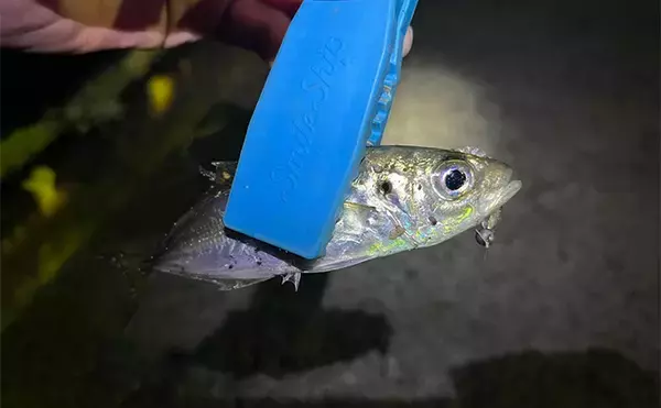 「漁港アジング釣行で23cm良型アジを手中【大阪】小型アジ入れ食い＆メバルも顔出し」の画像