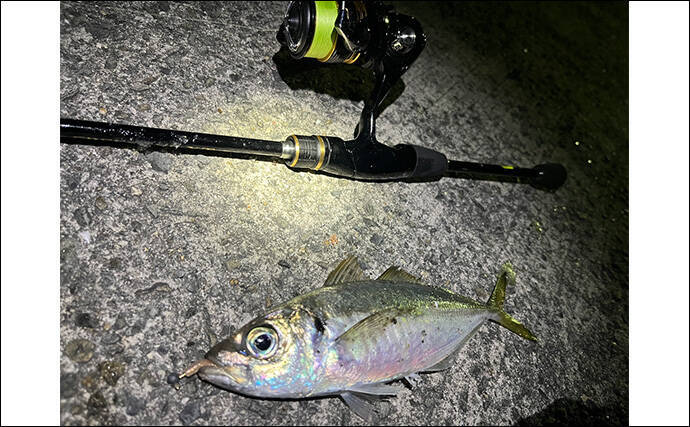 漁港アジング釣行で23cm良型アジを手中【大阪】小型アジ入れ食い＆メバルも顔出し