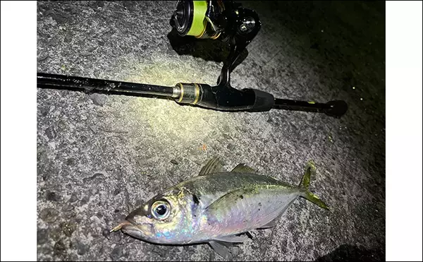 「漁港アジング釣行で23cm良型アジを手中【大阪】小型アジ入れ食い＆メバルも顔出し」の画像