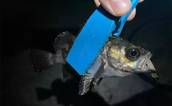 「漁港アジング釣行で23cm良型アジを手中【大阪】小型アジ入れ食い＆メバルも顔出し」の画像