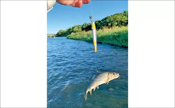 「相模川アユルアー釣り完全攻略 【ポイント・レギュレーション・釣り方を解説】」の画像