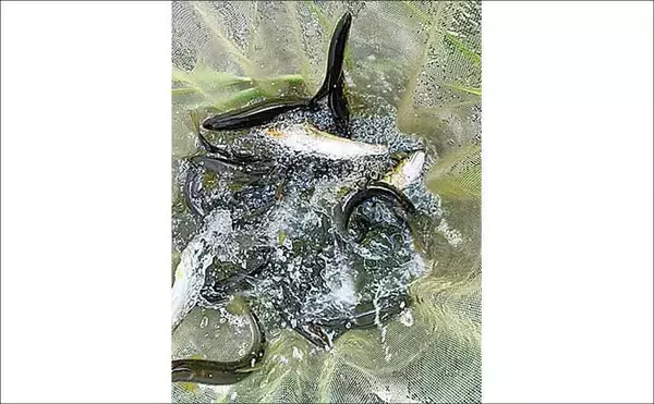 「相模川アユルアー釣り完全攻略 【ポイント・レギュレーション・釣り方を解説】」の画像