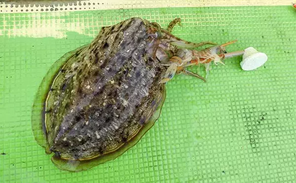 「東京湾シャコテンヤ釣りで600g筆頭に船中TOPスミイカ5尾【新明丸】　ゲストはトラフグ」の画像