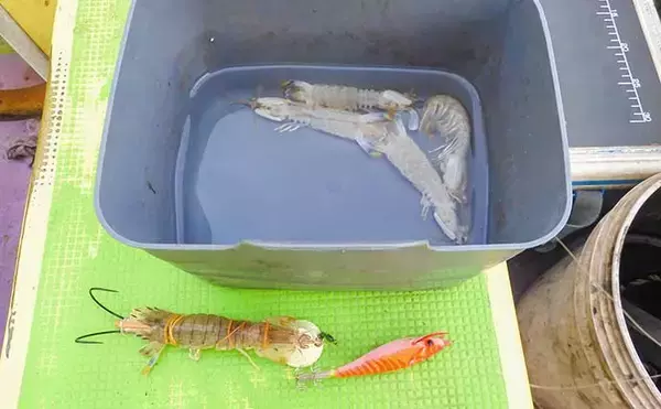 「東京湾シャコテンヤ釣りで600g筆頭に船中TOPスミイカ5尾【新明丸】　ゲストはトラフグ」の画像