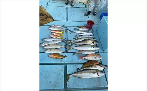 「【釣果速報】落とし込み釣りでブリにヒラメにサワラに根魚と多彩（福岡）」の画像
