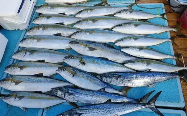 「【釣果速報】落とし込み釣りでブリにヒラメにサワラに根魚と多彩（福岡）」の画像
