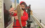 「東京湾の船マゴチ釣りで54cm頭に釣る人5尾【新明丸】エサはサイマキエビ」の画像6