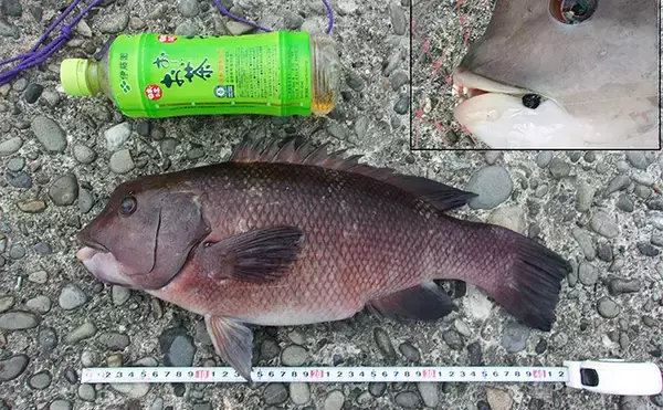 「『泉佐野一文字』での落とし込み釣りでカンダイ2匹を手中【大阪】本命チヌは不発」の画像