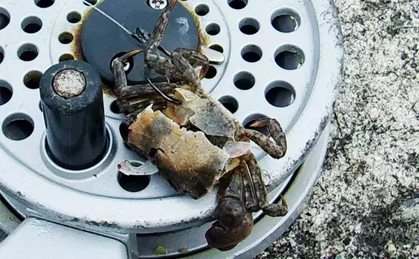 「『泉佐野一文字』での落とし込み釣りでカンダイ2匹を手中【大阪】本命チヌは不発」の画像