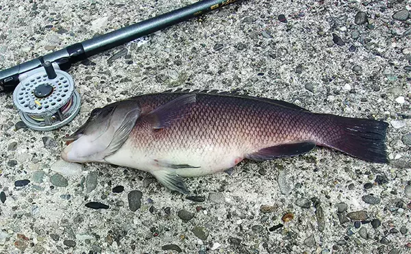 「『泉佐野一文字』での落とし込み釣りでカンダイ2匹を手中【大阪】本命チヌは不発」の画像