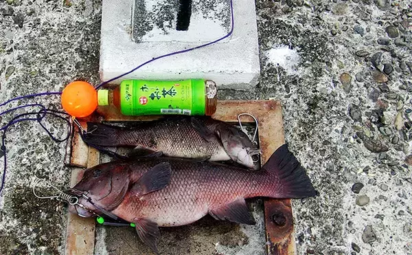 「『泉佐野一文字』での落とし込み釣りでカンダイ2匹を手中【大阪】本命チヌは不発」の画像