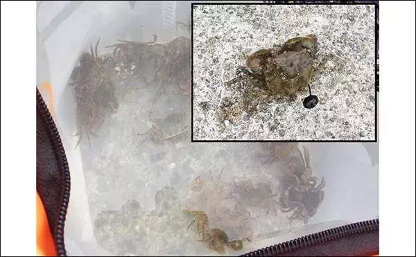 「『泉佐野一文字』での落とし込み釣りでカンダイ2匹を手中【大阪】本命チヌは不発」の画像