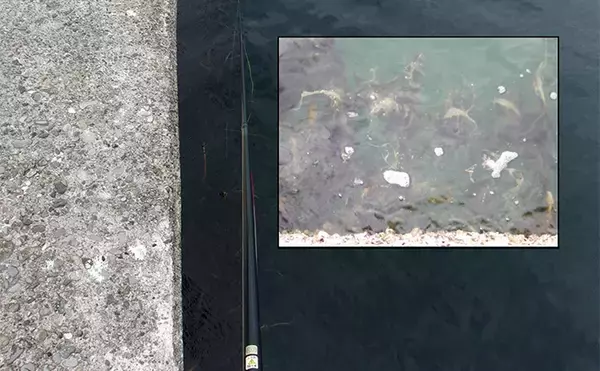 「『泉佐野一文字』での落とし込み釣りでカンダイ2匹を手中【大阪】本命チヌは不発」の画像