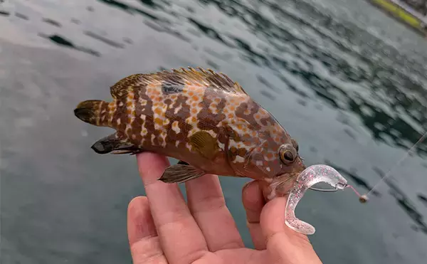 「「エギングの合間に楽しもう！」エギングタックル流用のライトロックゲームでアコウ連発」の画像