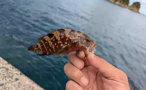 「「エギングの合間に楽しもう！」エギングタックル流用のライトロックゲームでアコウ連発」の画像