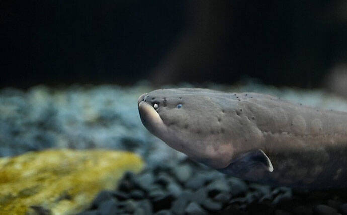 デンキウナギが発電する3つの理由　新たな電池の技術開発のヒントにも