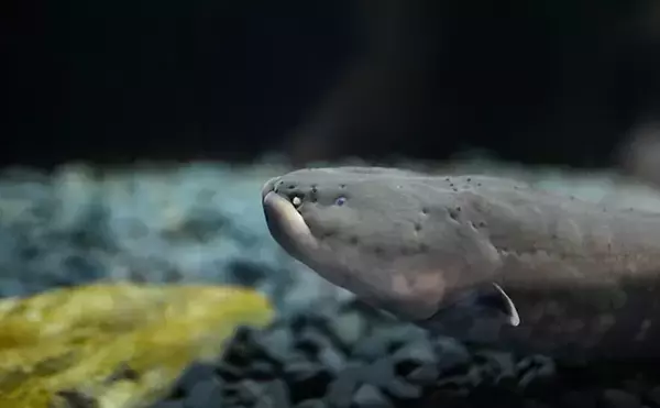 「デンキウナギが発電する3つの理由　新たな電池の技術開発のヒントにも」の画像