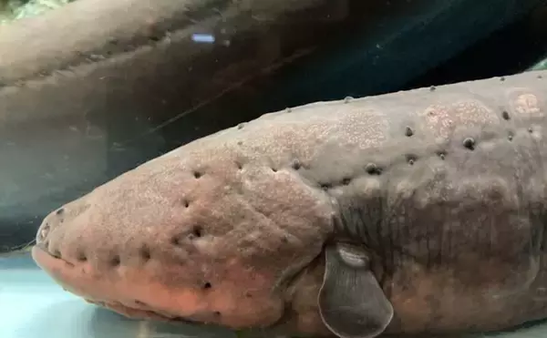 「デンキウナギが発電する3つの理由　新たな電池の技術開発のヒントにも」の画像