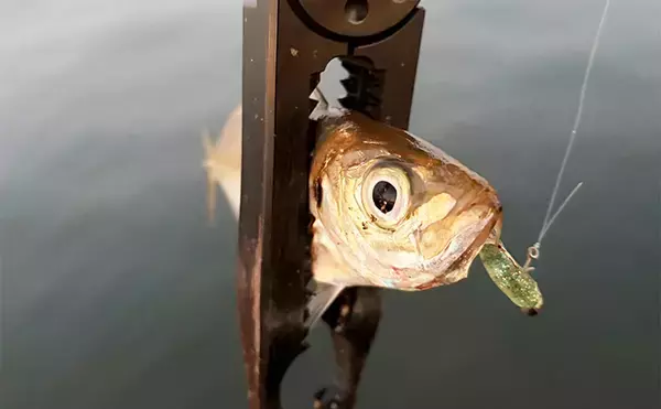 大阪南港フェリーターミナルでのアジング釣行で本命アジ5尾　今後は春の回遊待ちか？