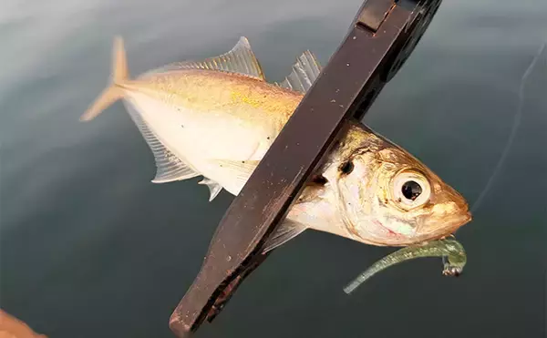 「大阪南港フェリーターミナルでのアジング釣行で本命アジ5尾　今後は春の回遊待ちか？」の画像