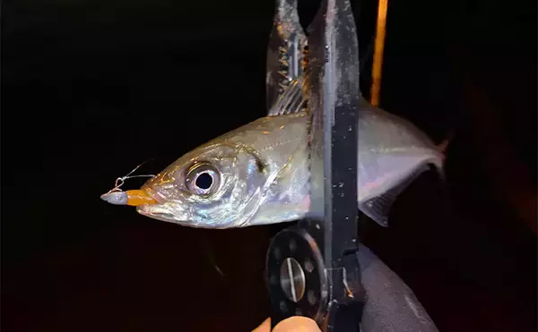 「大阪南港フェリーターミナルでのアジング釣行で本命アジ5尾　今後は春の回遊待ちか？」の画像