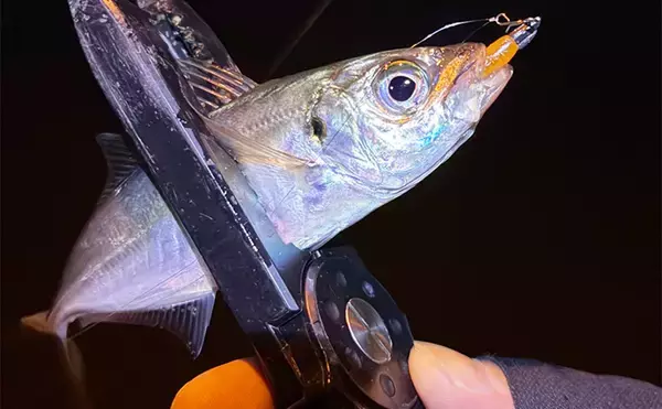 「大阪南港フェリーターミナルでのアジング釣行で本命アジ5尾　今後は春の回遊待ちか？」の画像