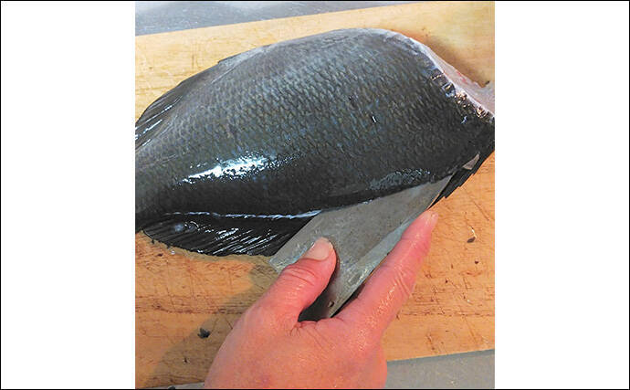 釣魚で作る「焼酎お湯割りに合う」レシピ：春グロの香味野菜和え　青じそを効かせて