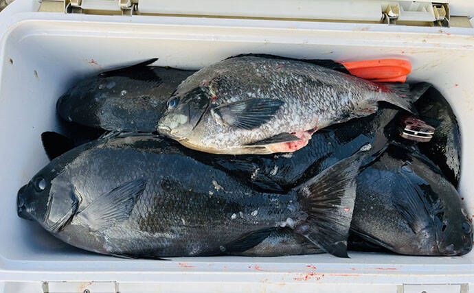 磯フカセ釣りで美味な「オキアジ」をキャッチ【大分】本命クロも連打成功